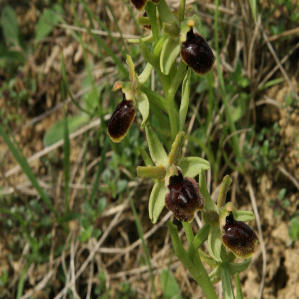 Ophrys araneola